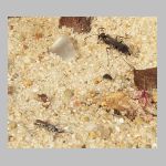 Pompilus cinereus - Wegwespe 01 5-9mm Maennchen und Weibchen.jpg